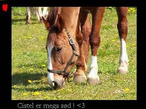 Dansk Varmblod cistel billede 13