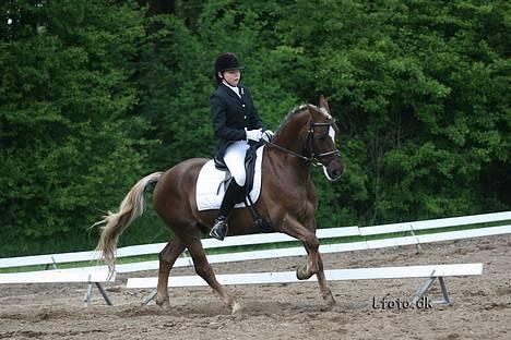 Welsh Cob (sec D) Dankirkeby icon - Solgt - lidt gallop 29/4-2006 billede 7