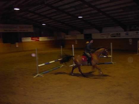 New Forest My Fair Turbo (solgt) billede 11