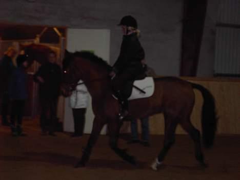 New Forest My Fair Turbo (solgt) billede 12