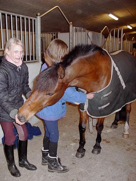 New Forest My Fair Turbo (solgt) billede 13