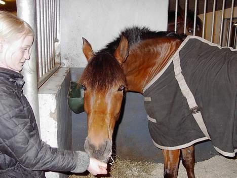 New Forest My Fair Turbo (solgt) billede 14