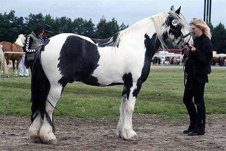 Tinker Holm`s Mac Twist (Tonga) - store hestedag 2007 er bare så stolt af min hest. billede 14