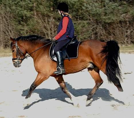 DSP Wonder  billede 8