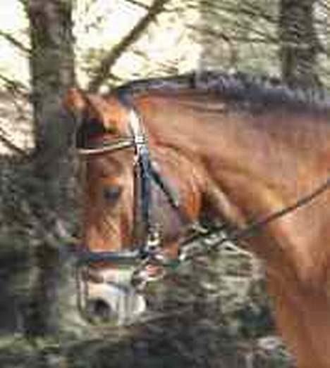 DSP Wonder  billede 10