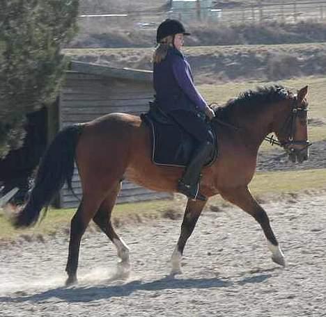 DSP Wonder  billede 11