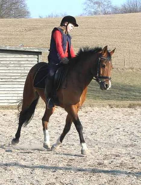 DSP Wonder  billede 13