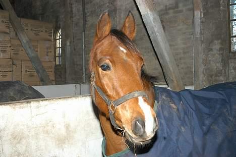 DSP Wonder  billede 17