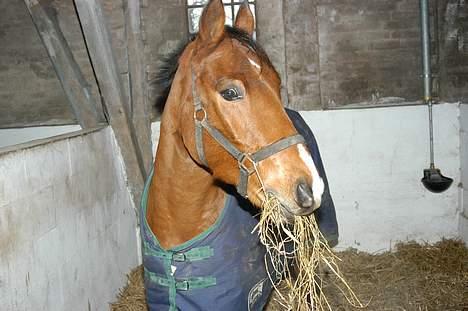 DSP Wonder  billede 18