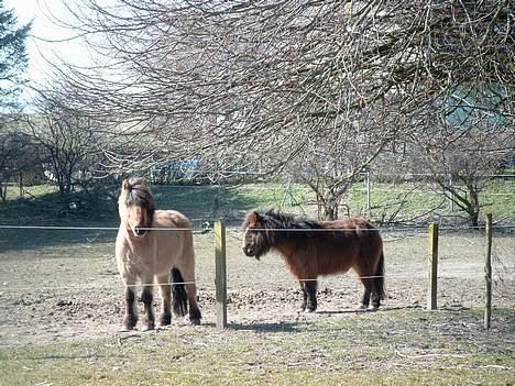 Anden særlig race Sera. R.I.P 2-9-10 - Sera med den aller bedste pony Tutti frutti, os kaldt Tulle <3 billede 2