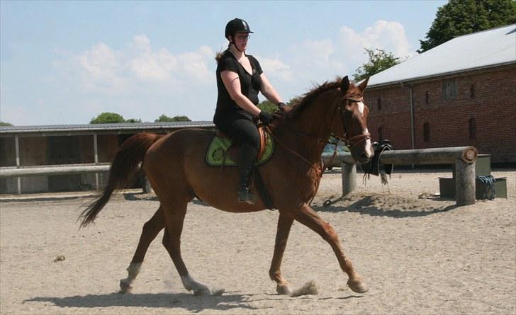 Dansk Varmblod C-Mol *For evigt elsket <3* - Galop på banen (Sidste ridetur :´() billede 45