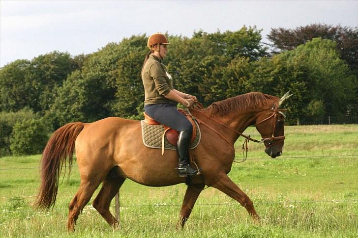 Dansk Varmblod C-Mol *For evigt elsket <3* - Tid til lidt dressur træning :) billede 19