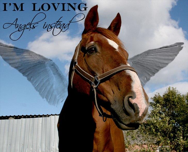 Dansk Varmblod C-Mol *For evigt elsket <3* - I´m loving Angels instead :´) billede 42