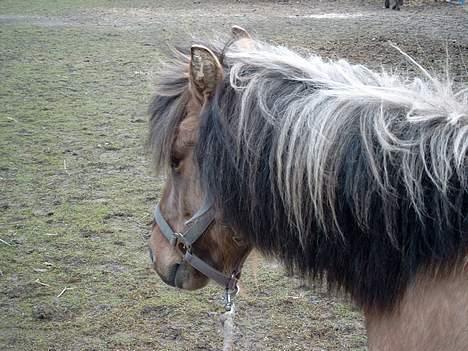 Anden særlig race Tulle(død) R.I.P - Her står tulle ude  på marken.. billede 3