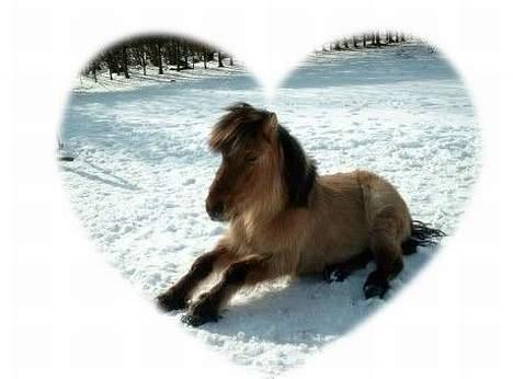 Anden særlig race Tulle(død) R.I.P - Et redigeret billede af tulle i sneen.. billede 5