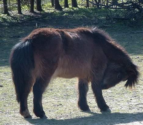 Anden særlig race Sera. R.I.P 2-9-10 - Sera, de tlille vidunder billede 3