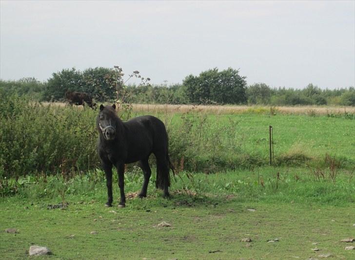 Anden særlig race Anne-lotte Himmelhest.  - min pony  c",)   2010 billede 1