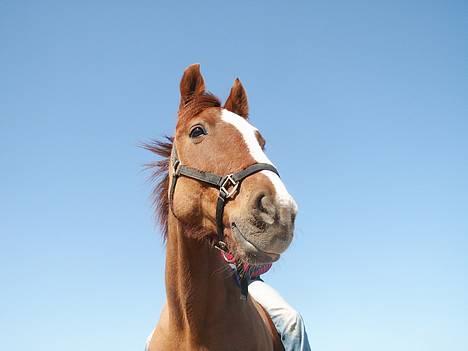 Dansk Varmblod cistel - er hun ikke smuk billede 14