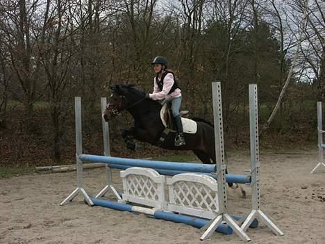 Welsh Mountain (sec A) lyngvejens rosita billede 11