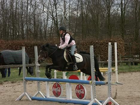 Welsh Mountain (sec A) lyngvejens rosita billede 15