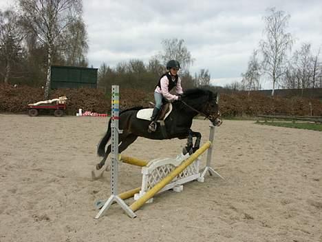 Welsh Mountain (sec A) lyngvejens rosita billede 16