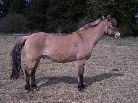 Anden særlig race Rasmus  billede 13