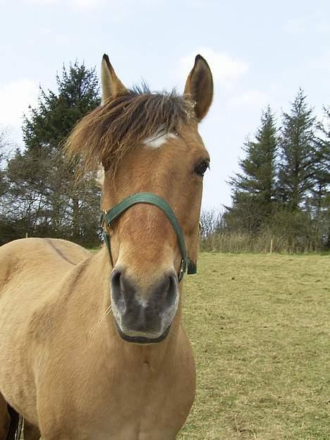 Anden særlig race Rasmus  billede 14