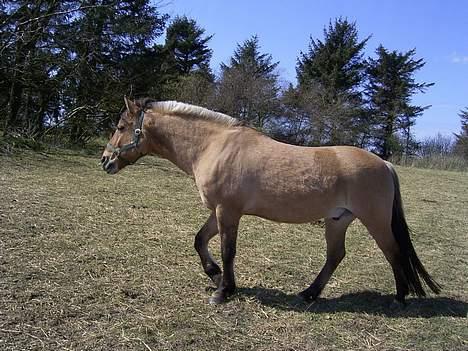 Anden særlig race Rasmus  billede 20