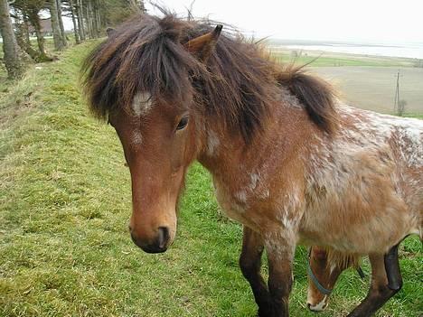 Islænder Bersi af Kransmose solgt billede 1