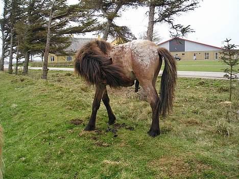 Islænder Bersi af Kransmose solgt billede 2