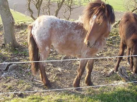 Islænder Bersi af Kransmose solgt billede 3
