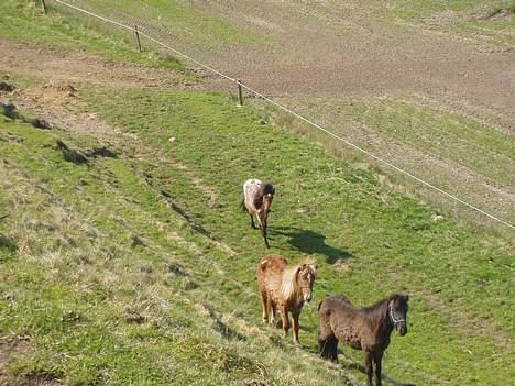 Islænder Bersi af Kransmose solgt billede 4
