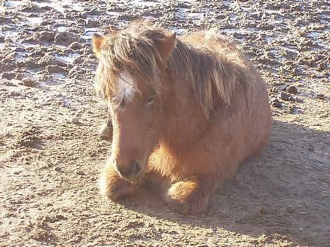 Islænder Bersi af Kransmose solgt billede 5