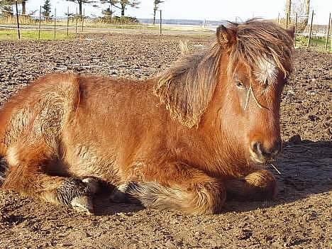 Islænder Bersi af Kransmose solgt billede 6