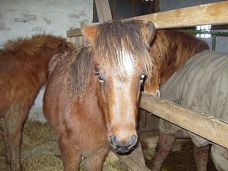 Islænder Bersi af Kransmose solgt billede 7