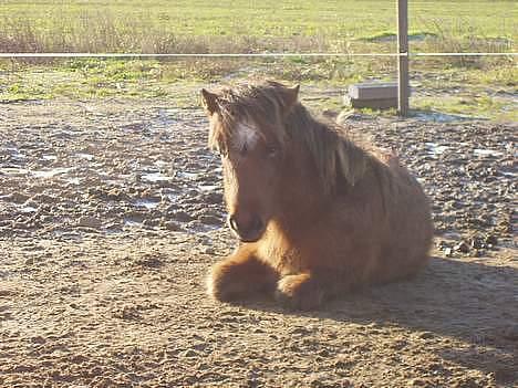 Islænder Bersi af Kransmose solgt billede 8