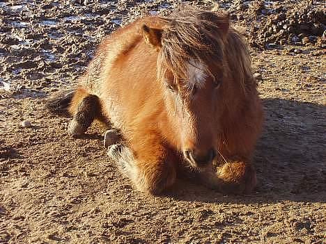 Islænder Bersi af Kransmose solgt billede 9
