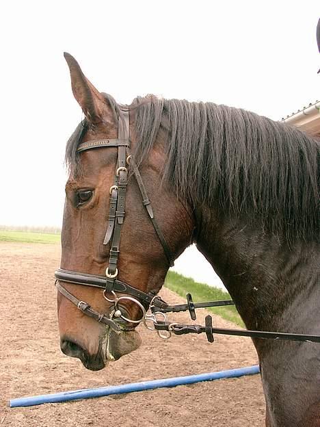 Oldenborg Peja  - smukke.. billede 3