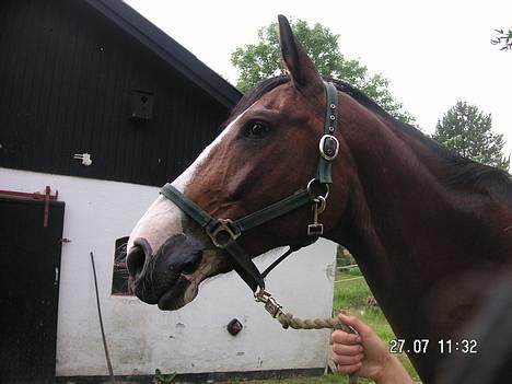 Dansk Varmblod Hanita - Hanita 2005 billede 10