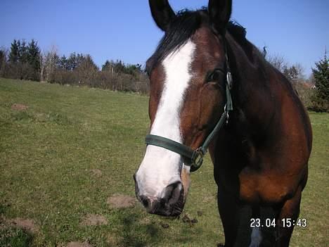 Dansk Varmblod Hanita - Hanita <3  2005 billede 11