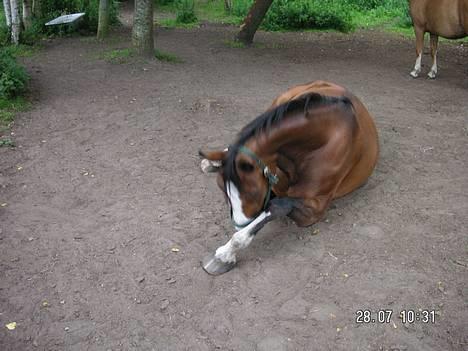 Dansk Varmblod Hanita - Det klør =)  2005 billede 12