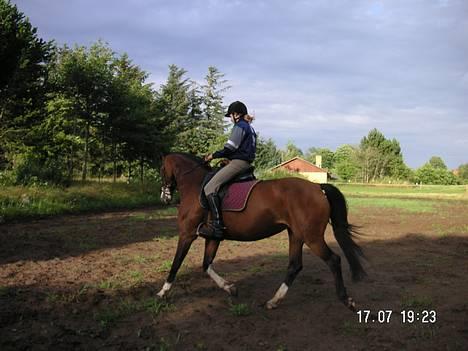 Dansk Varmblod Hanita - 19 Juli. Træning hjemme.  2005 billede 13