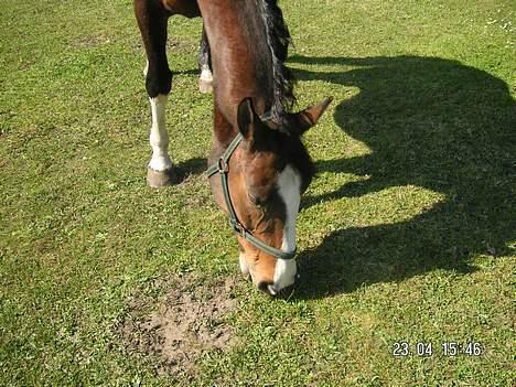 Dansk Varmblod Hanita - HAnita <3 2005 billede 14
