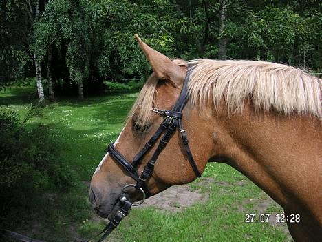 Anden særlig race Debbie  - Debbies hoved - hvis nogen skulle være i tvivl ? :b  billede 11