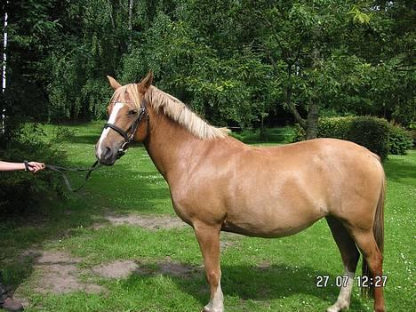 Anden særlig race Debbie  billede 13