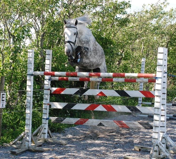 Anden særlig race Kalhaves Deshabell -Solgt - Elegant stil over 1.50 m.  billede 11