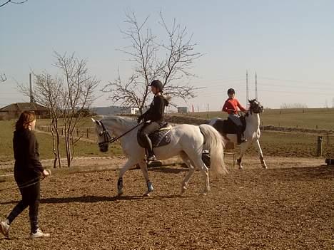 Anden særlig race  (solgt) - dressur..hehe billede 8
