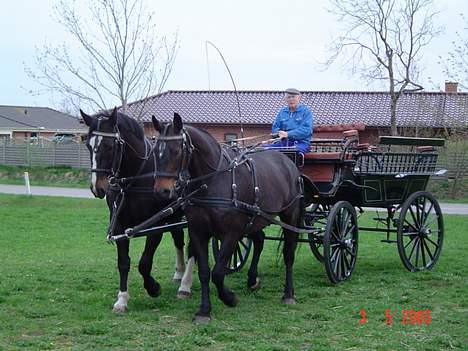 Oldenborg Stella Tisted - Stella og Sheila for vogn, vi skal træne på Aalborg rideskole (finstrupgaard) til det hesteshow som er derude den 10 juni 05. billede 11