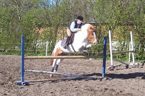 Pinto fire fly (solgt) billede 17