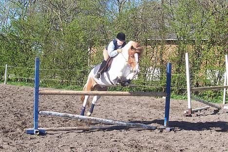 Pinto fire fly (solgt) billede 19